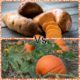 Thanksgiving Dinner: Sweet Potato or Pumpkin
