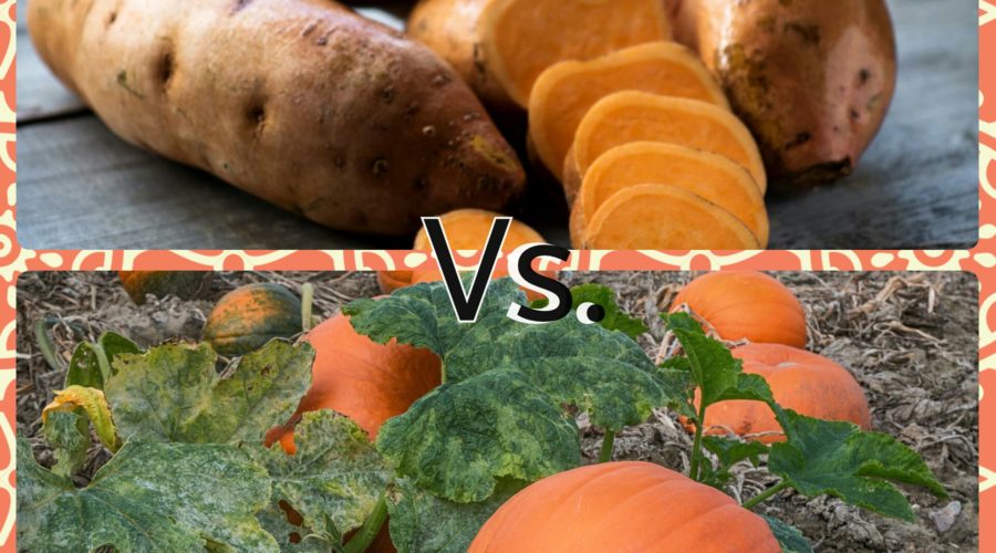 Thanksgiving Dinner: Sweet Potato or Pumpkin